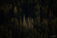 Ostrachtal