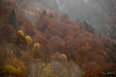 Herbst im Trettachtal