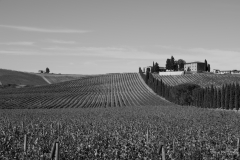 Weinlesezeit